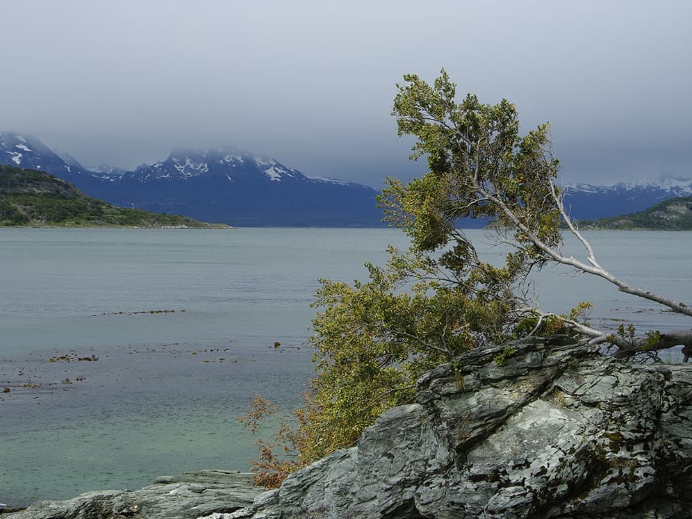 ビストロ・レミディオスのプリン