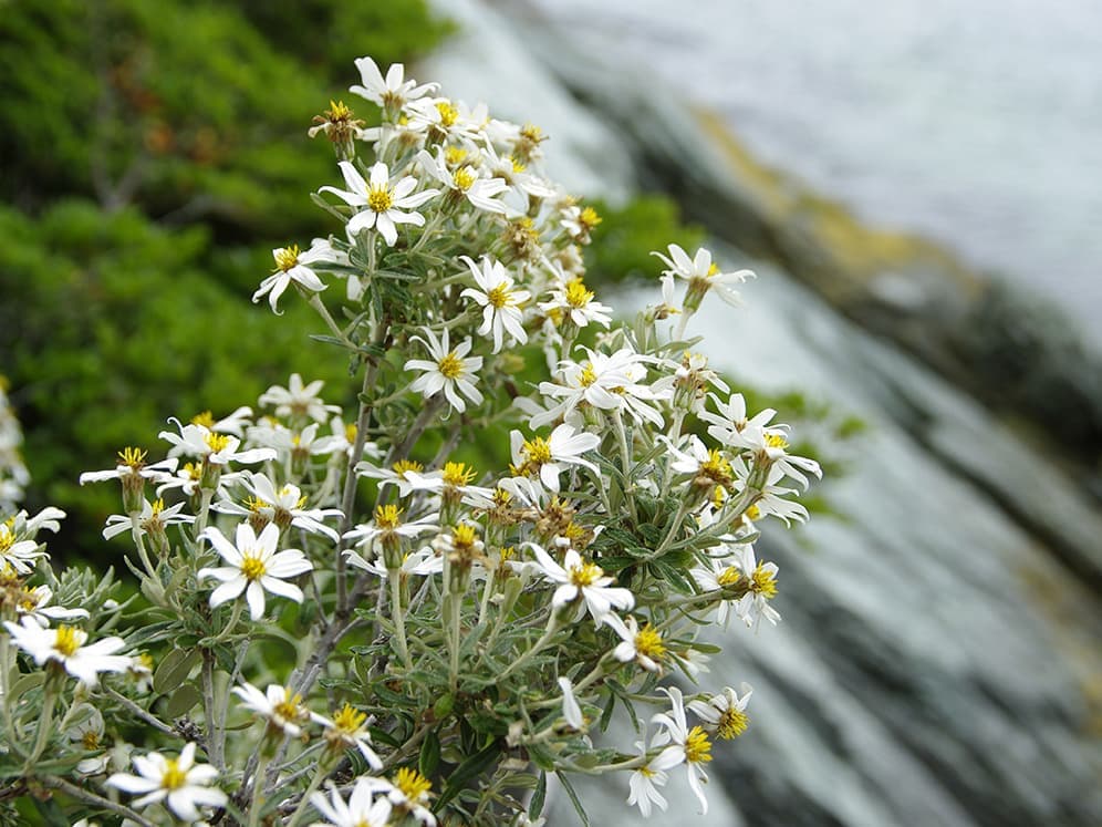 ビストロ・レミディオスのプリン